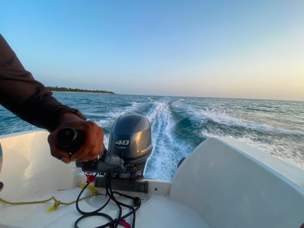 Dolphins on the Horizon