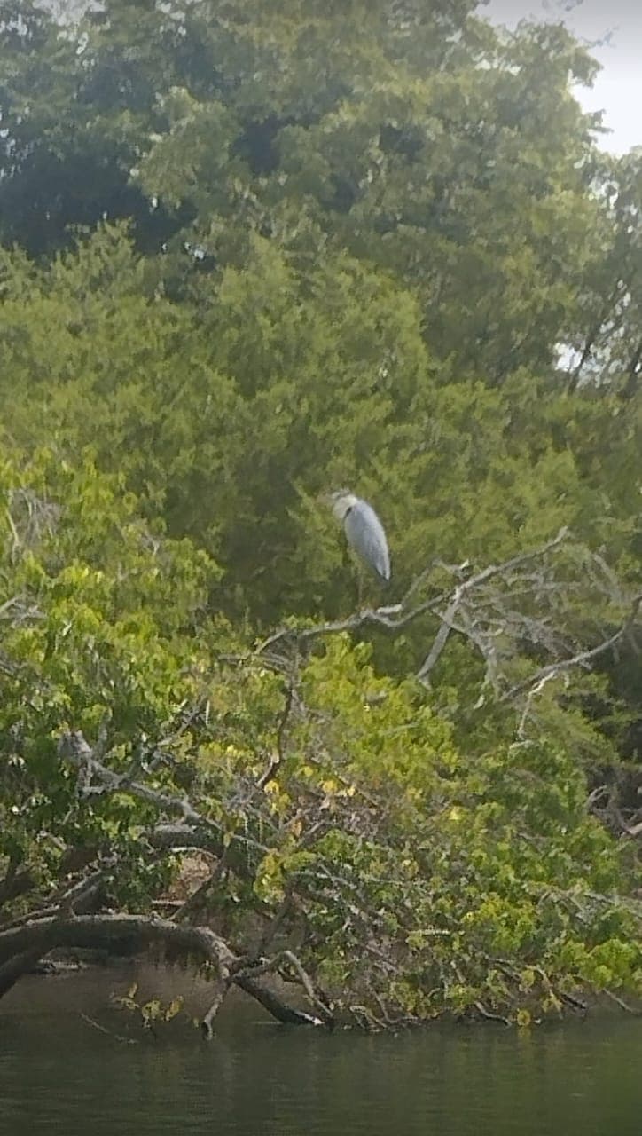 Local Bird Watching