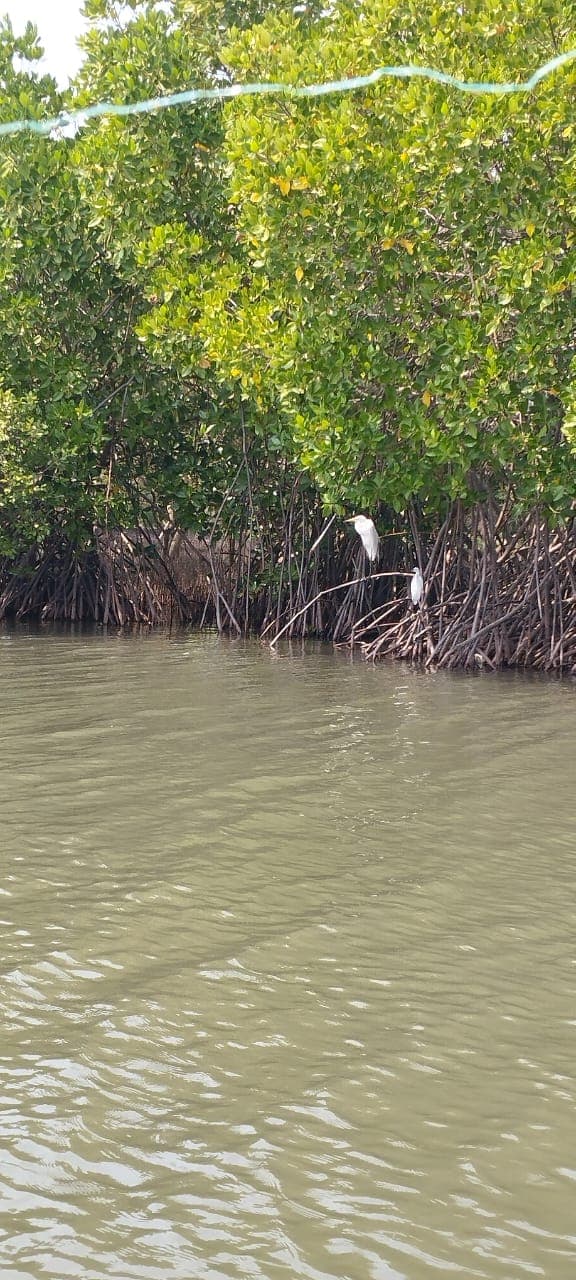 Estuary Ecosystem